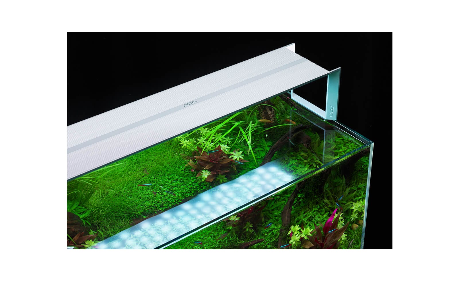 水草水槽の醍醐味 水草に酸素の気泡をたくさん付ける方法 Ordinary Aquarium