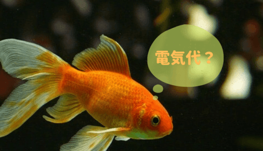 アクアリウムの電気代 水槽サイズ別電気料金の目安 Ordinary Aquarium アクアリウムの電気代 水槽サイズ別電気料金の目安 Ordinary Aquarium