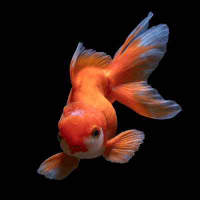 金魚の食べる水草 食べない水草 Ordinary Aquarium