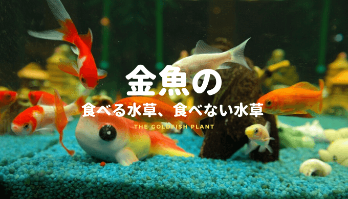 金魚の食べる水草 食べない水草 Ordinary Aquarium