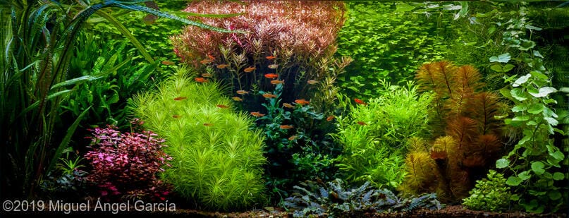 水草の配置と成長 ダッチアクアリウムとは Ordinary Aquarium