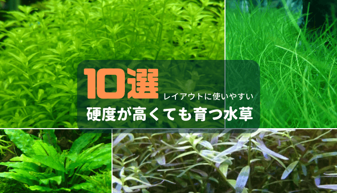 石組レイアウトにおすすめ 硬度が高くても育つ水草10選 Ordinary Aquarium