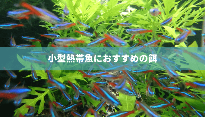 お魚に餌を与える方法 与える量 回数 バランスの目安 Ordinary Aquarium