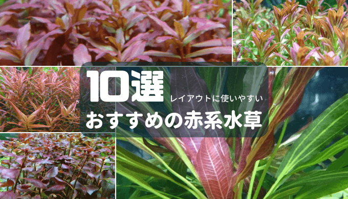 【レイアウトに使いやすい】おすすめの赤系水草10選