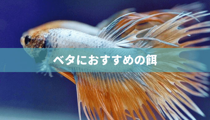 自動で餌やり 絶食 留守中のお魚の餌やりまとめ Ordinary Aquarium