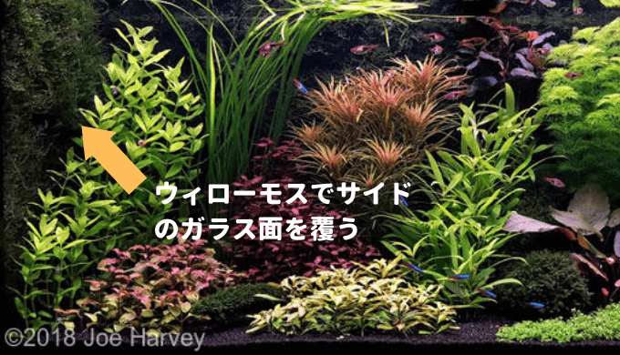 水草の配置と成長 ダッチアクアリウムとは Ordinary Aquarium