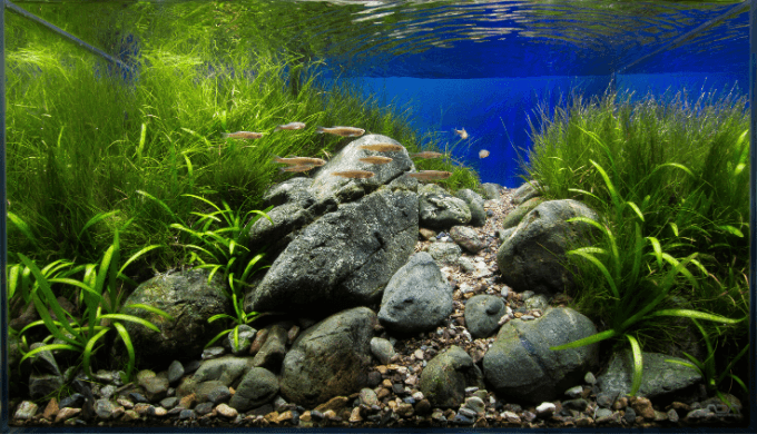 水槽レイアウトに使う石まとめ ー各石の水質変化 加工のしやすさなどを詳しく解説ー Ordinary Aquarium