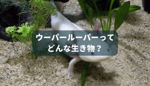 初心者向き ウーパールーパーをシンプルに飼う方法 ー必要機材 セット方法 日常管理を詳しく解説ー Ordinary Aquarium 初心者向き ウーパールーパーをシンプルに飼う方法 ー必要機材 セット方法 日常管理を詳しく解説ー Ordinary Aquarium
