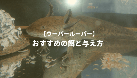 初心者向き ウーパールーパーをシンプルに飼う方法 ー必要機材 セット方法 日常管理を詳しく解説ー Ordinary Aquarium 初心者向き ウーパールーパーをシンプルに飼う方法 ー必要機材 セット方法 日常管理を詳しく解説ー Ordinary Aquarium