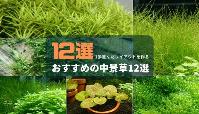 直感で選ぶ水草図鑑 Ordinary Aquarium 直感で選ぶ水草図鑑 Ordinary Aquarium