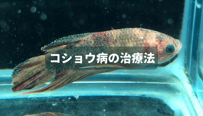 【お魚の病気】コショウ病の治療法 ー淡水魚の場合ー