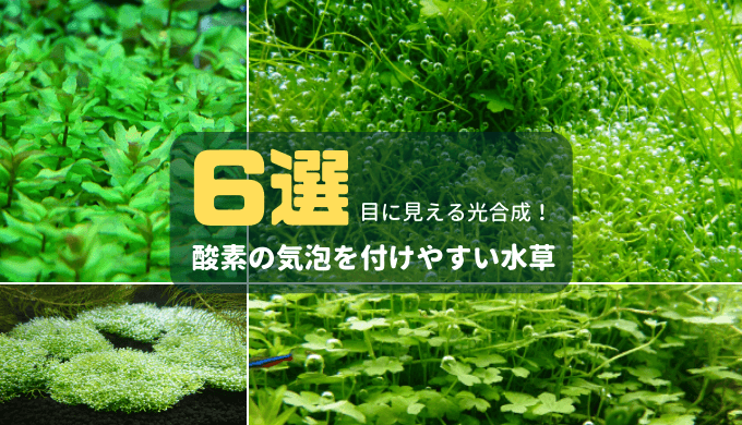 私が水草水槽に活用している園芸肥料 Ordinary Aquarium