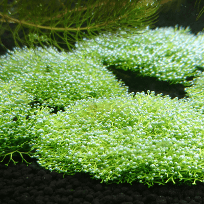 水中の姿 水草の水中葉と水上葉 陸上の姿 Ordinary Aquarium