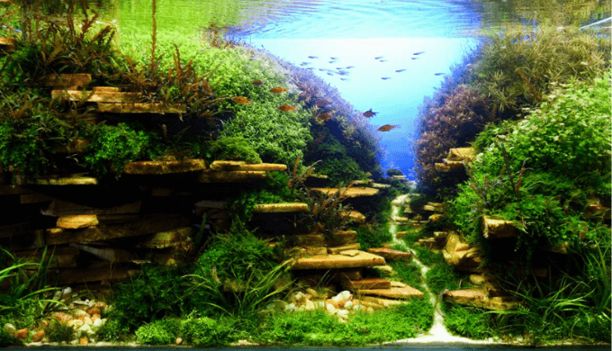 水草レイアウトの基礎 前景 中景 後景とは ー作品例から分かりやすく解説ー Ordinary Aquarium