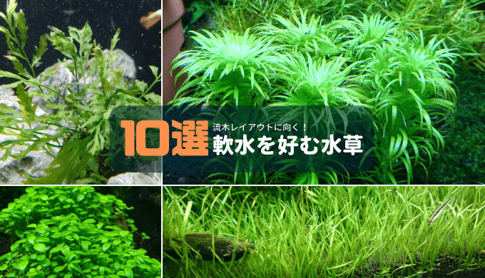 流木レイアウトに向く 軟水を好む水草10選 Ordinary Aquarium