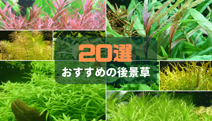 プロが伝える 水草水槽の肥料の使い方 ー肥料添加をする理由 添加量の目安 おすすめの肥料ー Ordinary Aquarium