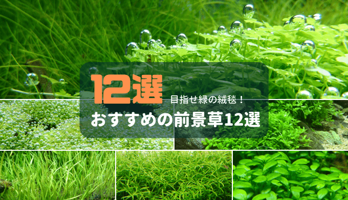 水草の絨毯 おすすめの前景草12選 Ordinary Aquarium 水草の絨毯 おすすめの前景草12選 Ordinary Aquarium