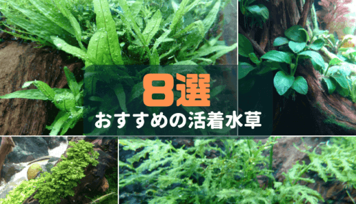 水草トリミング用 作業しやすいおすすめのハサミ4選 Ordinary Aquarium 水草トリミング用 作業しやすいおすすめのハサミ4選 Ordinary Aquarium