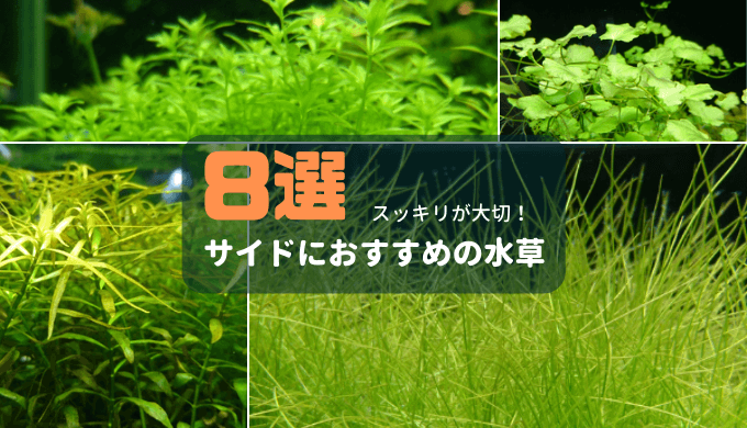 水草のプロが厳選 本当に使いやすいおすすめの水草用ピンセット4選 Ordinary Aquarium 水草のプロが厳選 本当に使いやすいおすすめの水草用ピンセット4選 Ordinary Aquarium