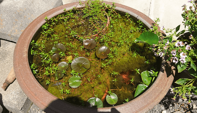 水辺を楽しむ 睡蓮鉢を使ったビオトープの作り方 Ordinary Aquarium