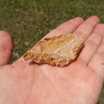 赤木化石