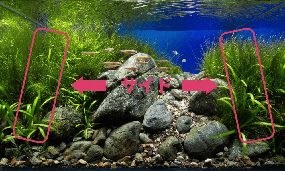 水槽のサイドにおすすめの水草8選 Ordinary Aquarium