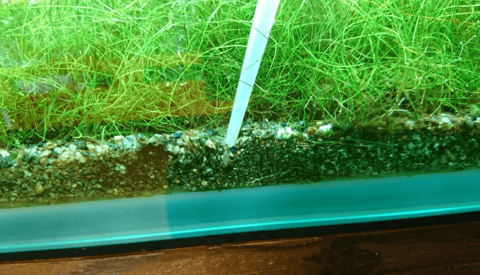 これで解決 藍藻を確実に駆除する2つの方法 Ordinary Aquarium