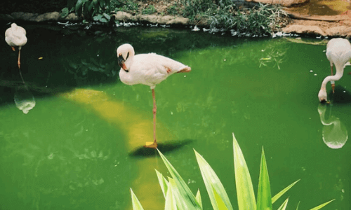 水が緑色の池