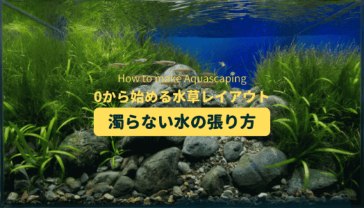 水草レイアウト水槽 立ち上げ1週間の水草の成長と初めてのメンテナンス Ordinary Aquarium 水草レイアウト水槽 立ち上げ1週間の水草の成長と初めてのメンテナンス Ordinary Aquarium
