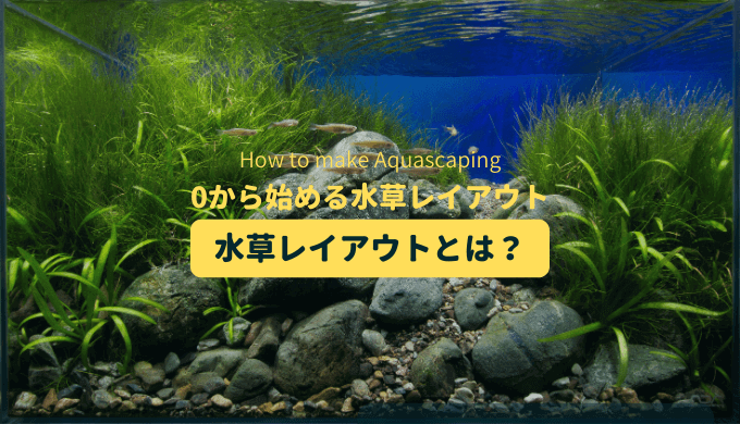 水草レイアウト水槽 立ち上げ1週間の水草の成長と初めてのメンテナンス Ordinary Aquarium