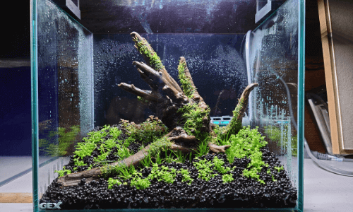 強力な底床肥料 Adaパワーサンドの使い方 Ordinary Aquarium