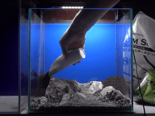 前景を砂で演出 化粧砂の効果と使い方 ーソイルとの敷き分け方も詳しく解説ー Ordinary Aquarium