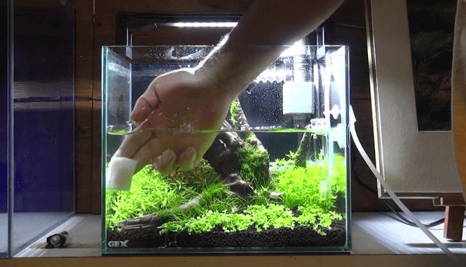 水草レイアウト水槽】立ち上げ1週間の水草の成長と初めてのメンテナンス | Ordinary-Aquarium