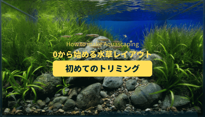【水草レイアウト】初めての水草のトリミング