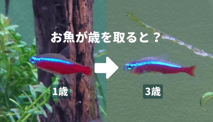 お魚が歳を取ると ーお魚の寿命の目安 老化の症状 長生きさせるコツー Ordinary Aquarium