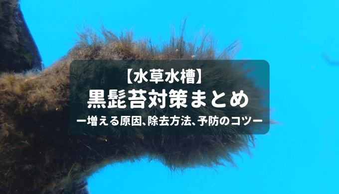 頑固な藻類 黒髭苔対策まとめ ー増える原因 除去方法 予防のコツー Ordinary Aquarium