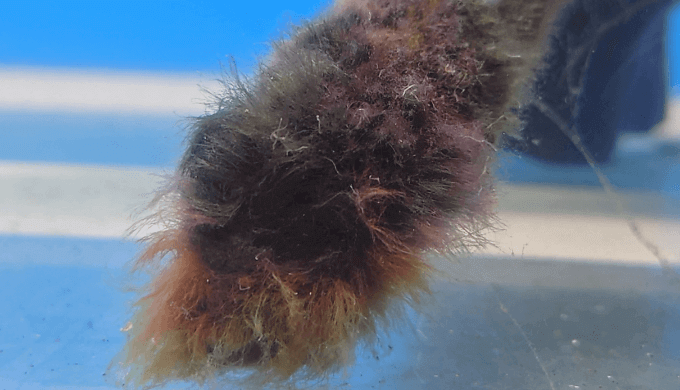 黒髭藻類が変色する