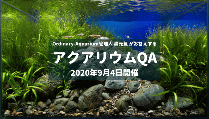 年9月4日開催 アクアリウムqa Ordinary Aquarium 年9月4日開催 アクアリウムqa Ordinary Aquarium