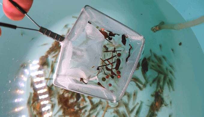 藻類対策 シナヌマエビを川で採集する方法 繁殖力旺盛 Ordinary Aquarium