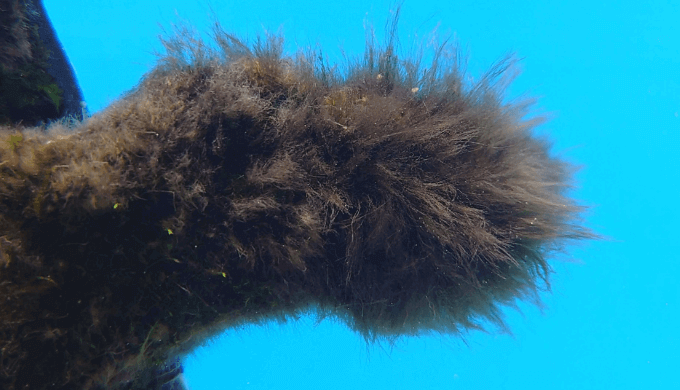 黒髭藻類