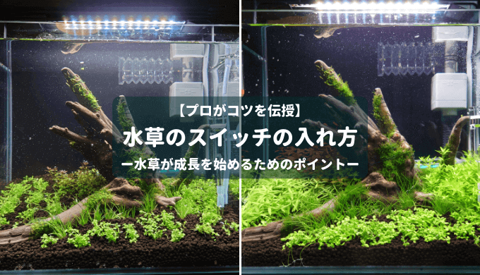 藻類予防におすすめの浮草3選 Ordinary Aquarium