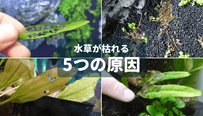 水草 が 枯れる