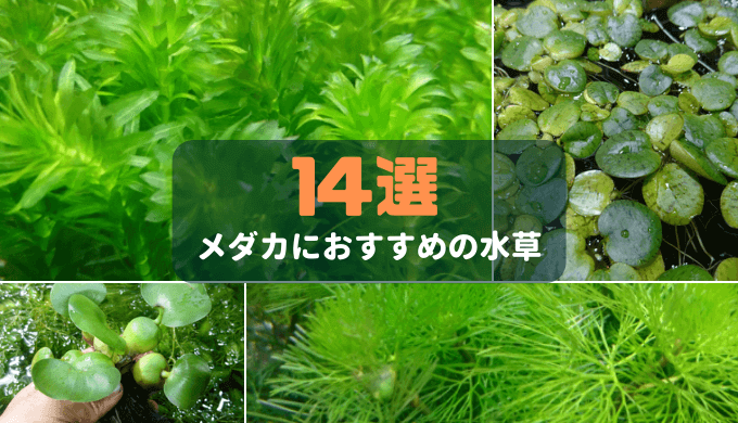 水草の絨毯 おすすめの前景草12選 Ordinary Aquarium