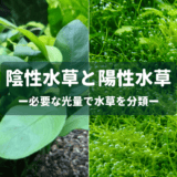 陰性水草と陽性水草