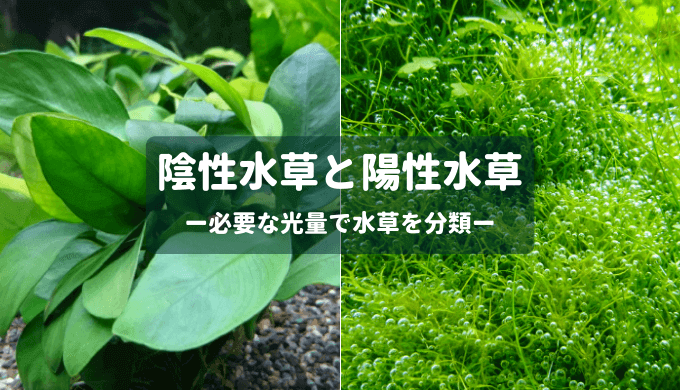 陰性水草と陽性水草 ー必要な光量で水草を分類ー Ordinary Aquarium