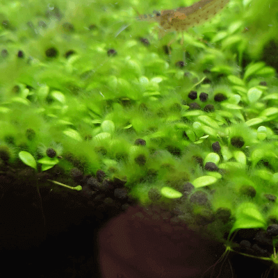 緑藻（芝生状）が付着したグロッソスティグマ