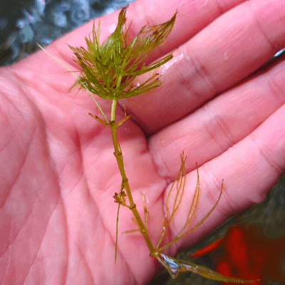 保存版 水草が枯れる5つの原因 ー原因の判別と対処法ー Ordinary Aquarium