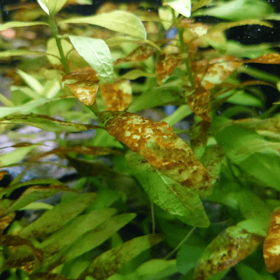 珪藻が付着したハイグロフィラ・ポリスペルマ