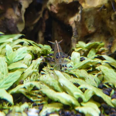 保存版 水草が枯れる5つの原因 ー原因の判別と対処法ー Ordinary Aquarium