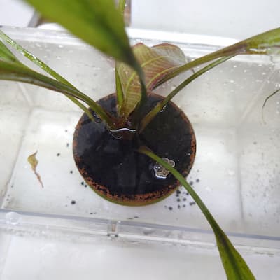 鉢植えのエキノドルスを水に漬ける様子